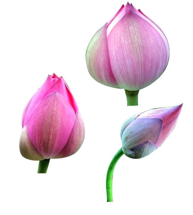 Flower sahujodi com . Lotus clipart bud
