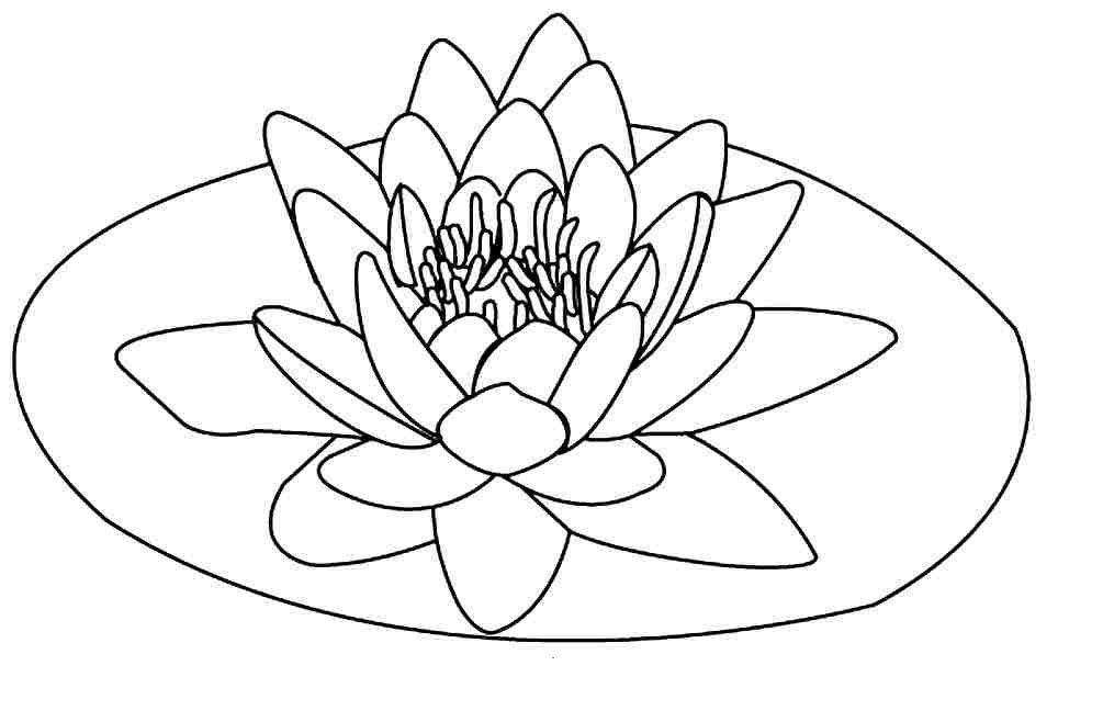 lotus clipart colouring page