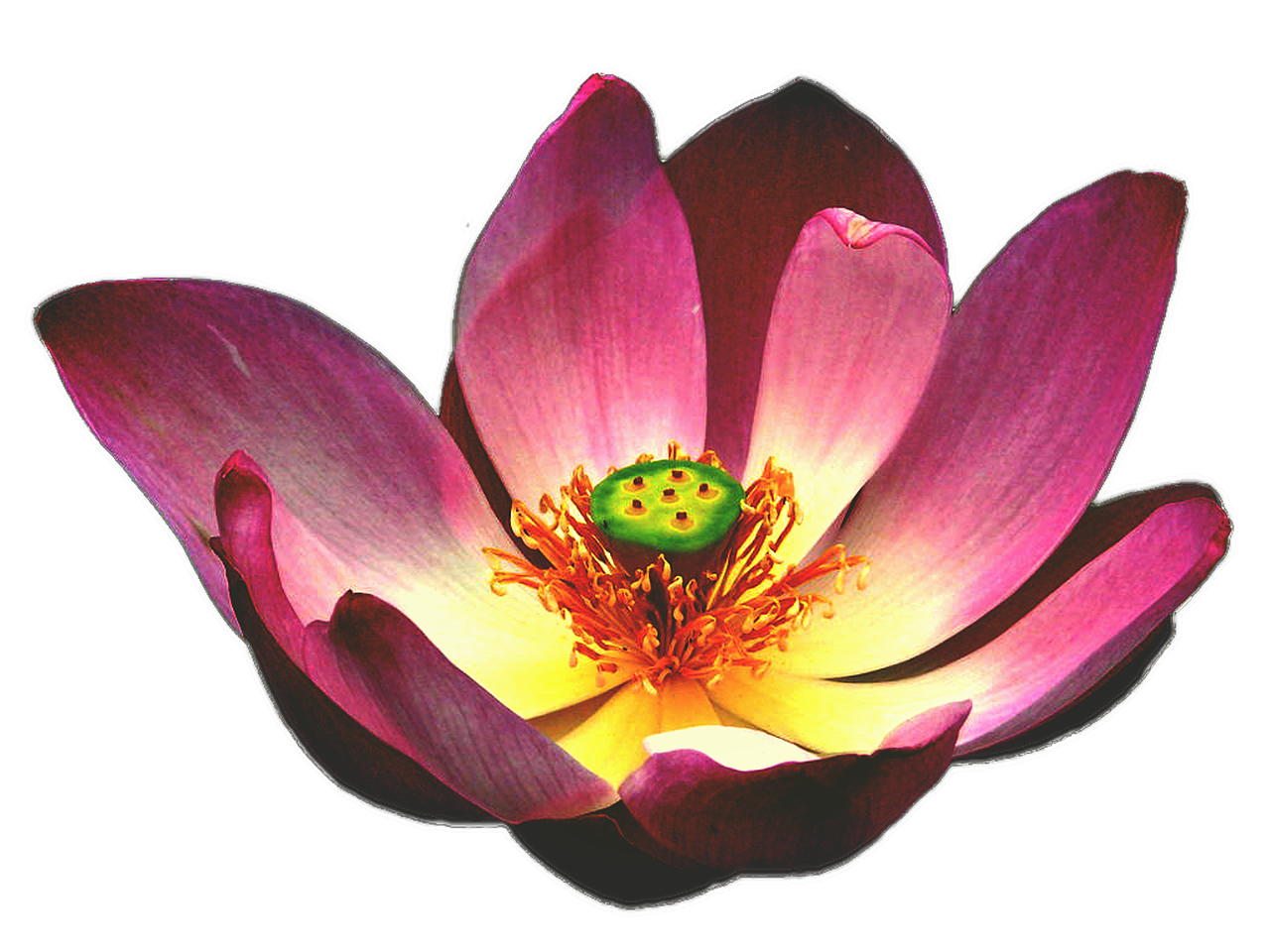 lotus clipart esthetician