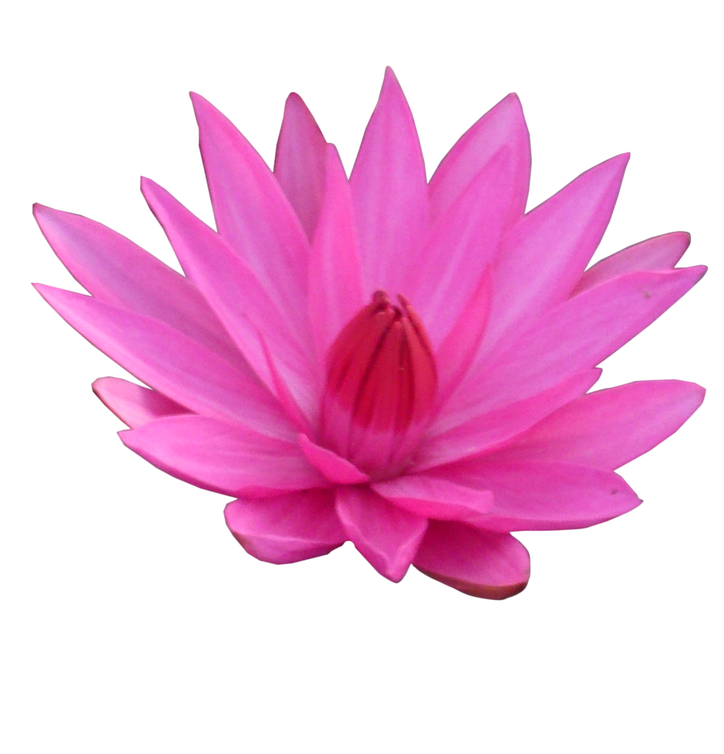 lotus flower png
