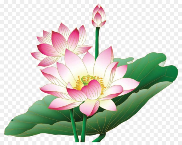 lotus clipart floral