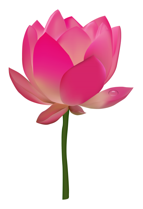 Lotus flower png. Transparent image pngpix