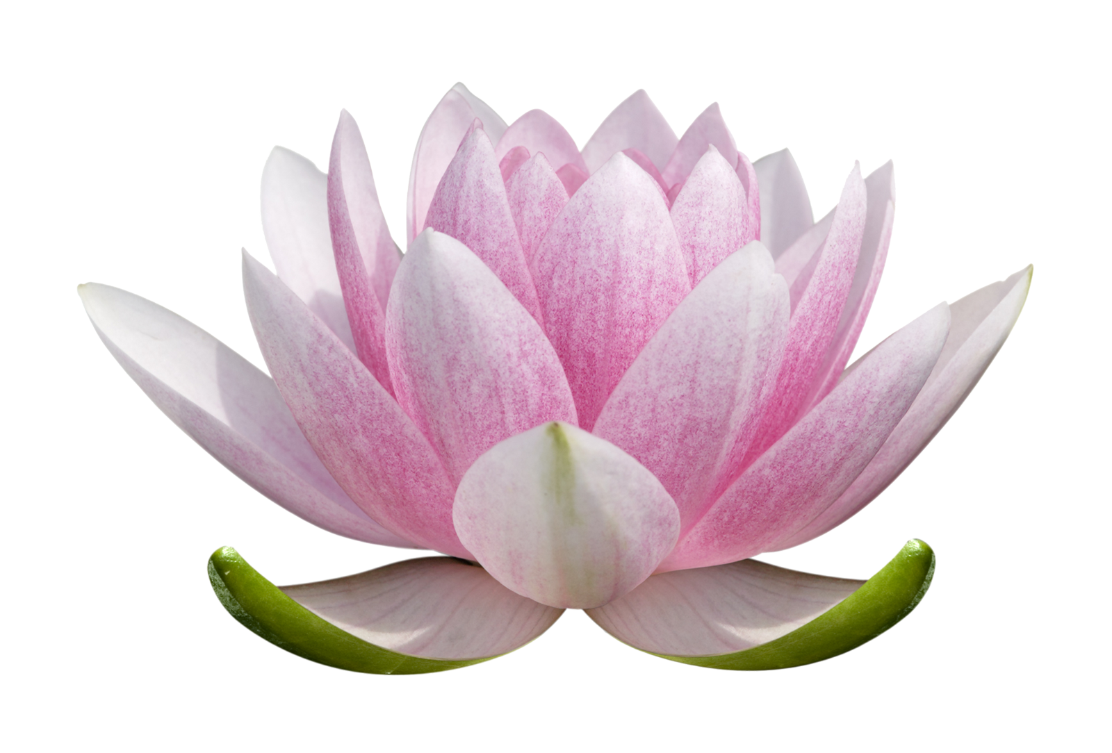 Lotus clipart lotus chinese. Nelumbo nucifera graphic design