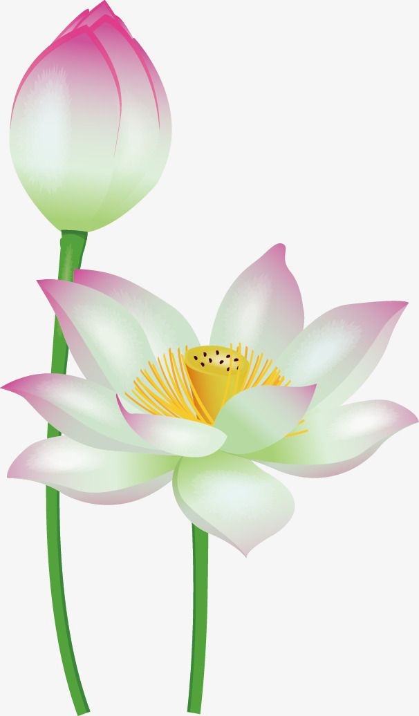 Hand painted florals in. Lotus clipart lotus chinese