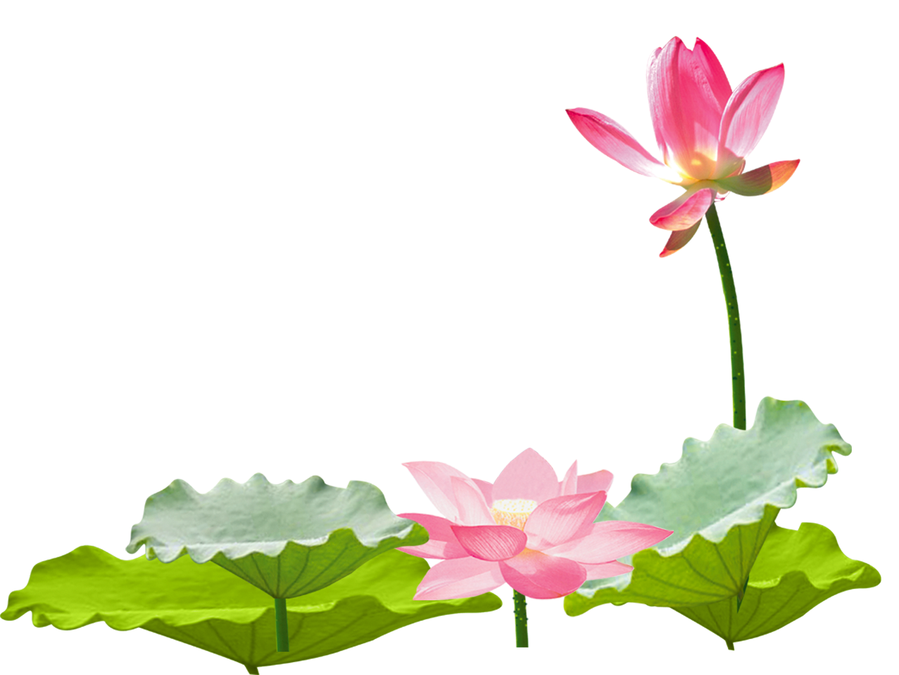 Lotus clipart lotus chinese. Flower asian ftestickers