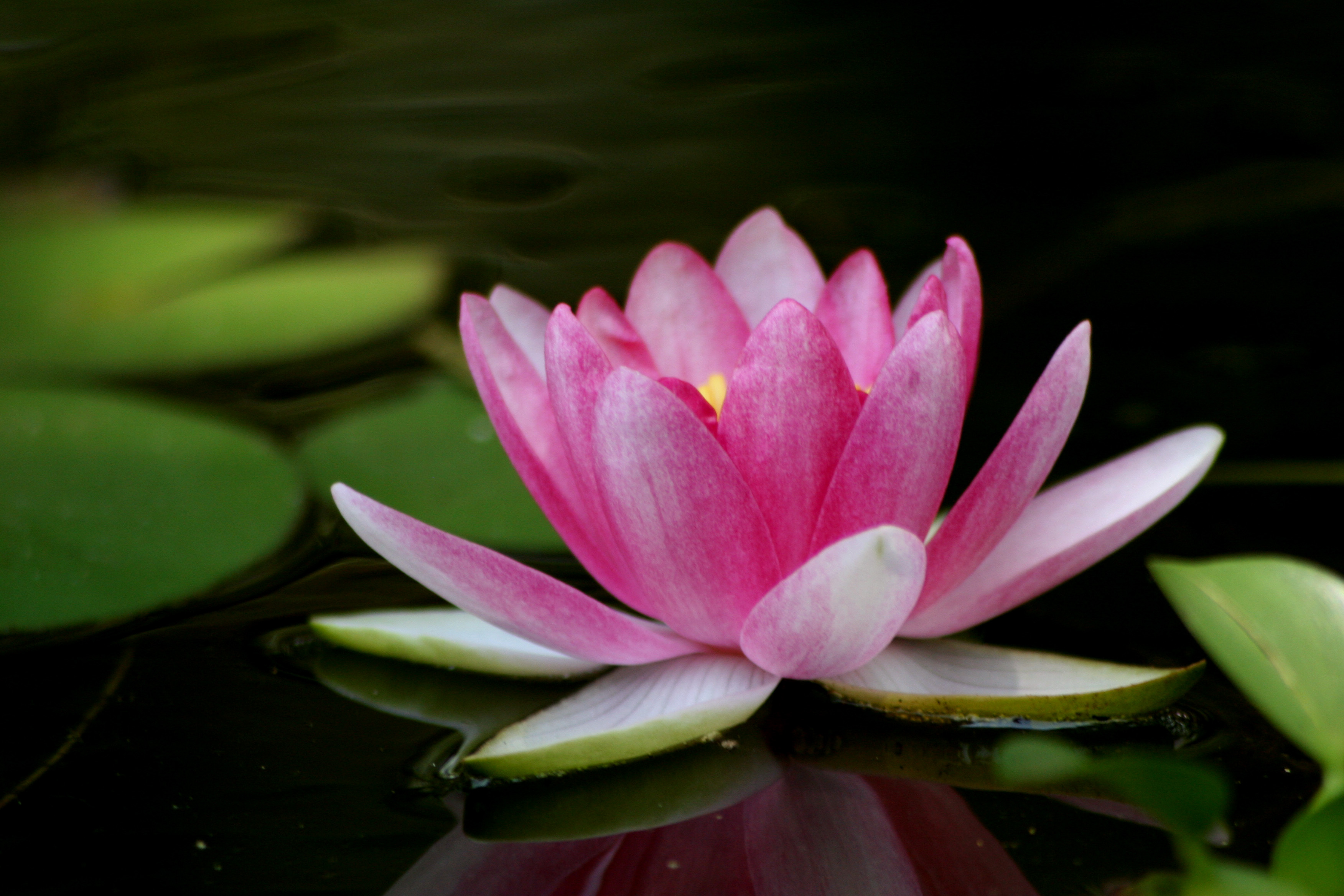 Lotus clipart lotus plant. Free flower download clip
