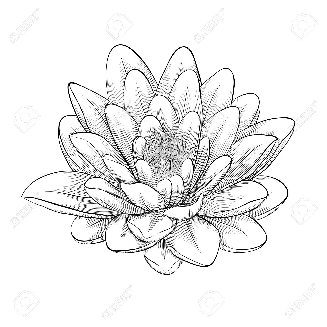 lotus clipart lout