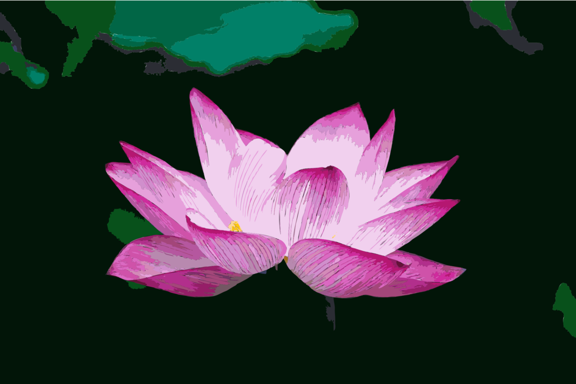 Pink plant png royalty. Lotus clipart national india flower
