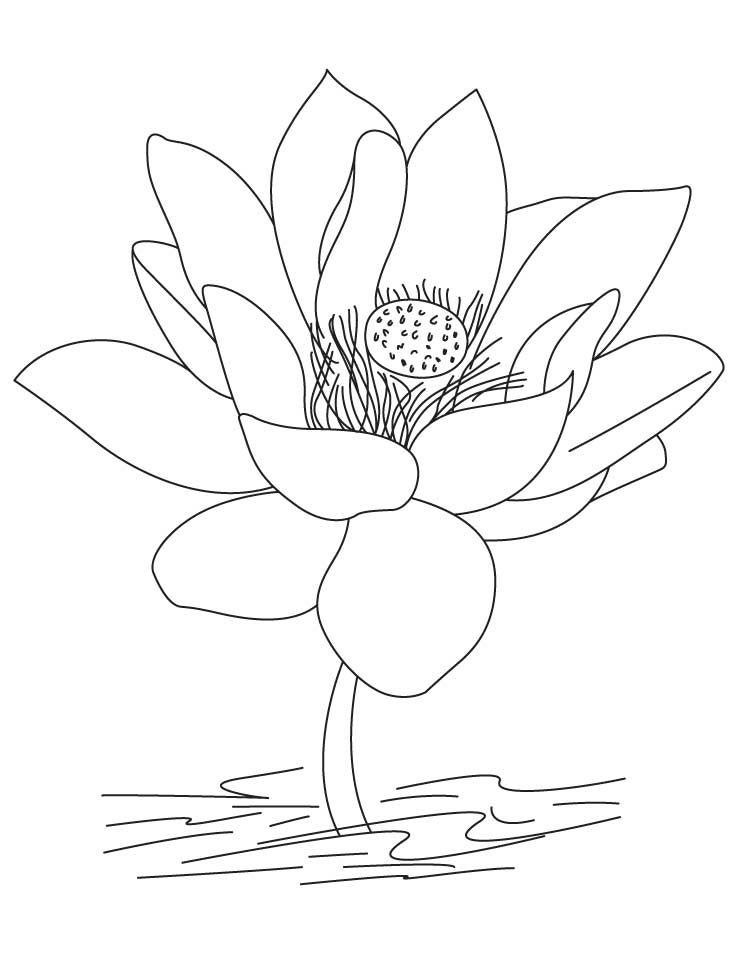 Lotus clipart national india flower. Free printable coloring pages