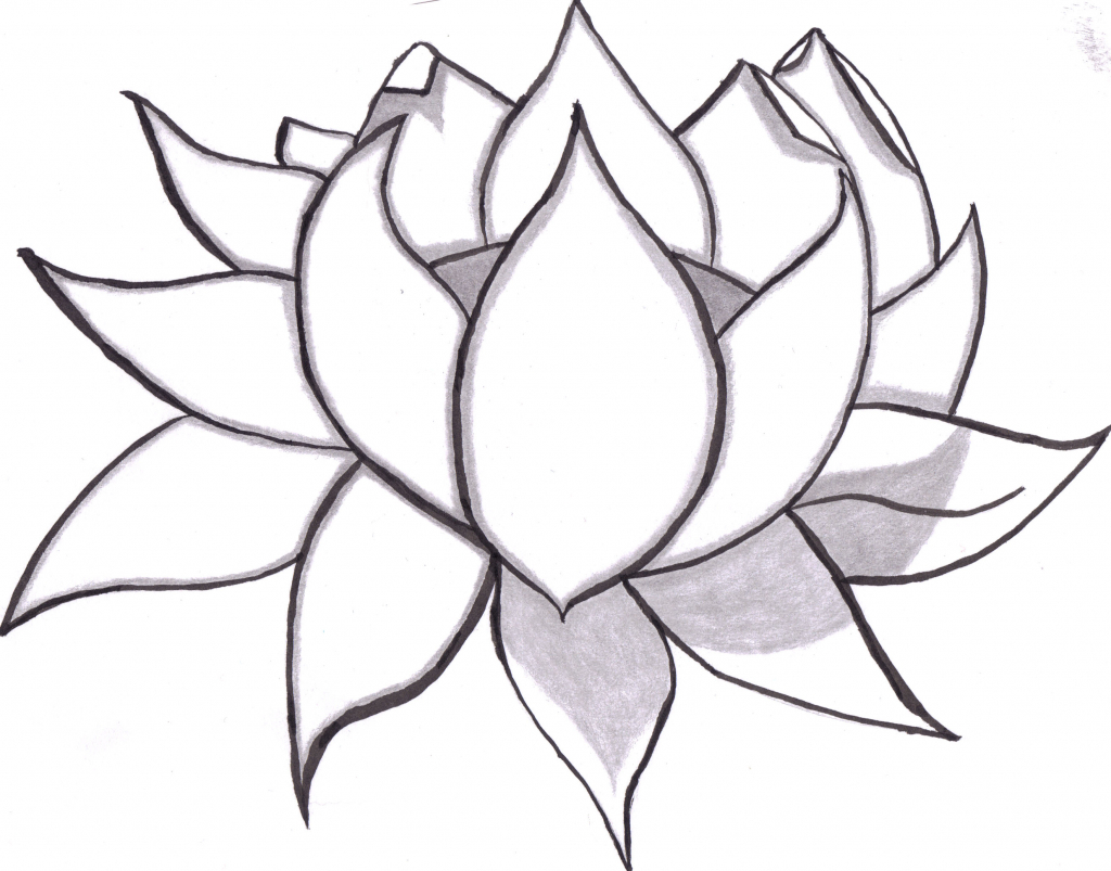 lotus clipart pencil