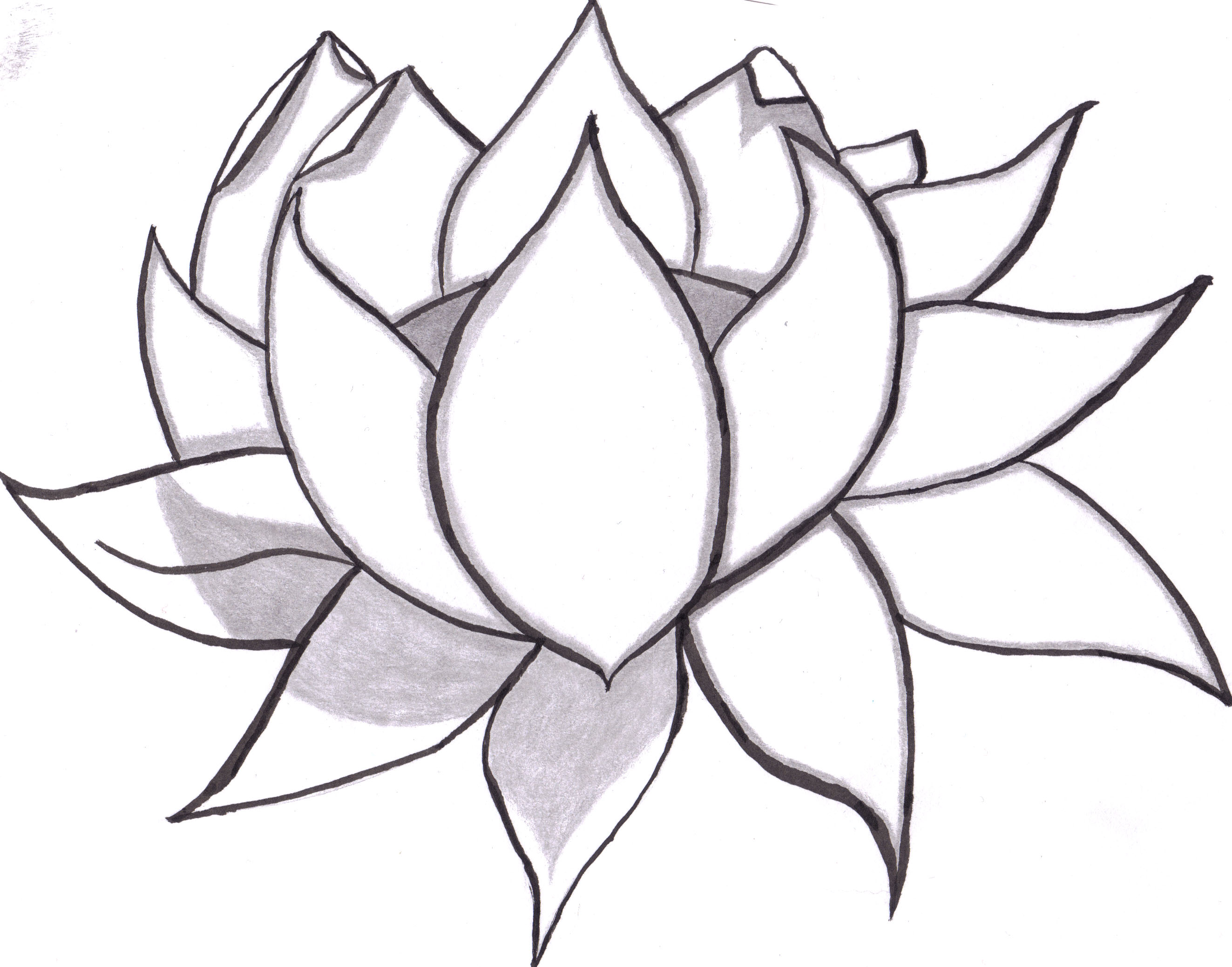 lotus clipart pencil