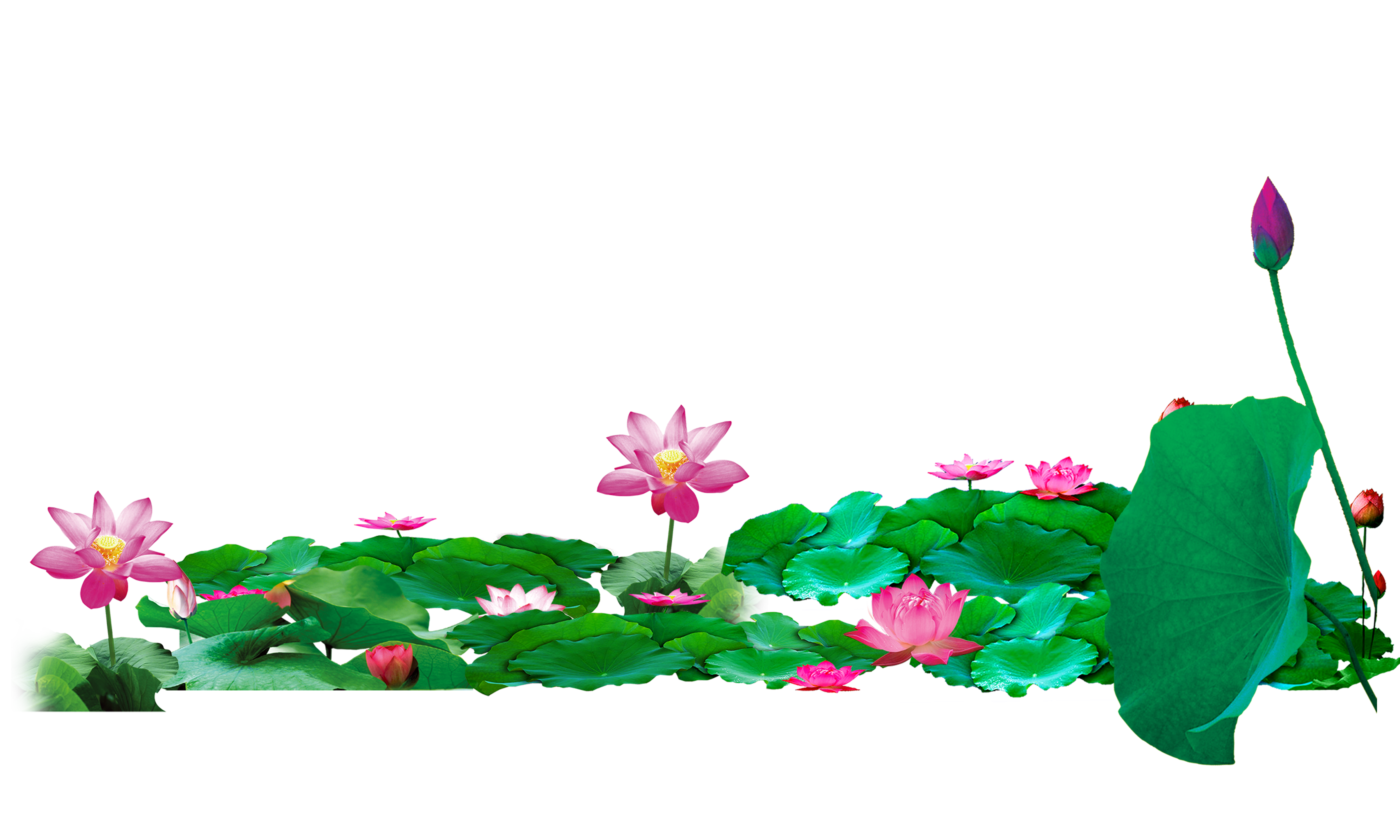 lotus clipart pond flower