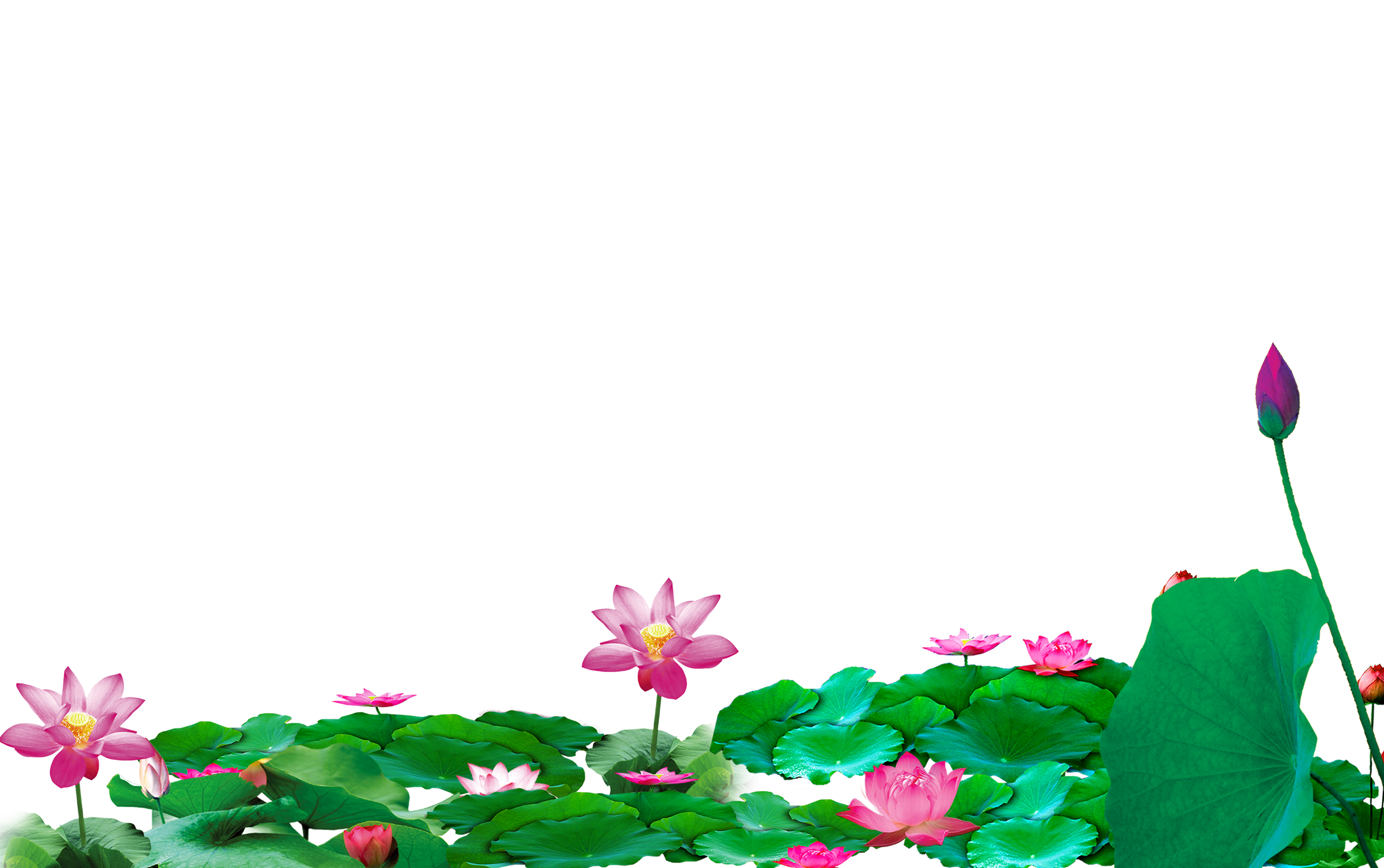 Lotus clipart pond flower, Lotus pond flower Transparent FREE for