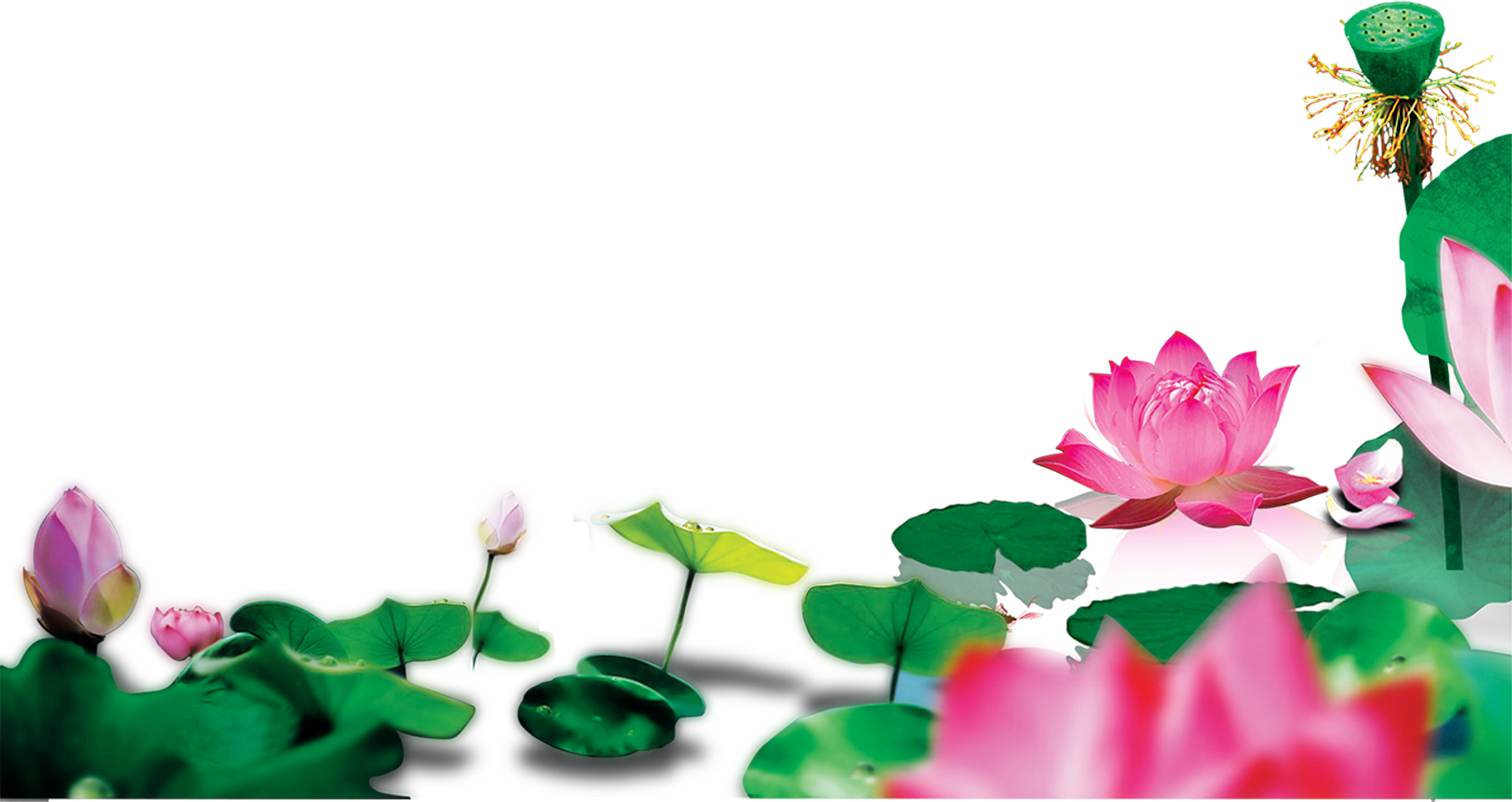 Lotus clipart pond flower, Lotus pond flower Transparent