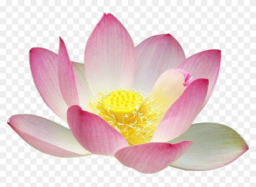 lotus clipart real flower