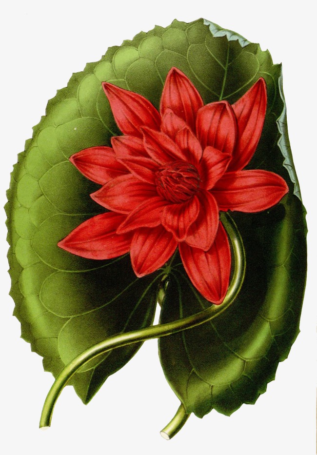 lotus clipart realistic flower