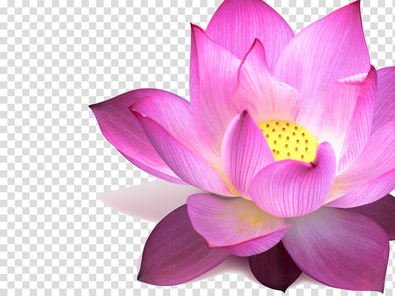 lotus clipart sacred