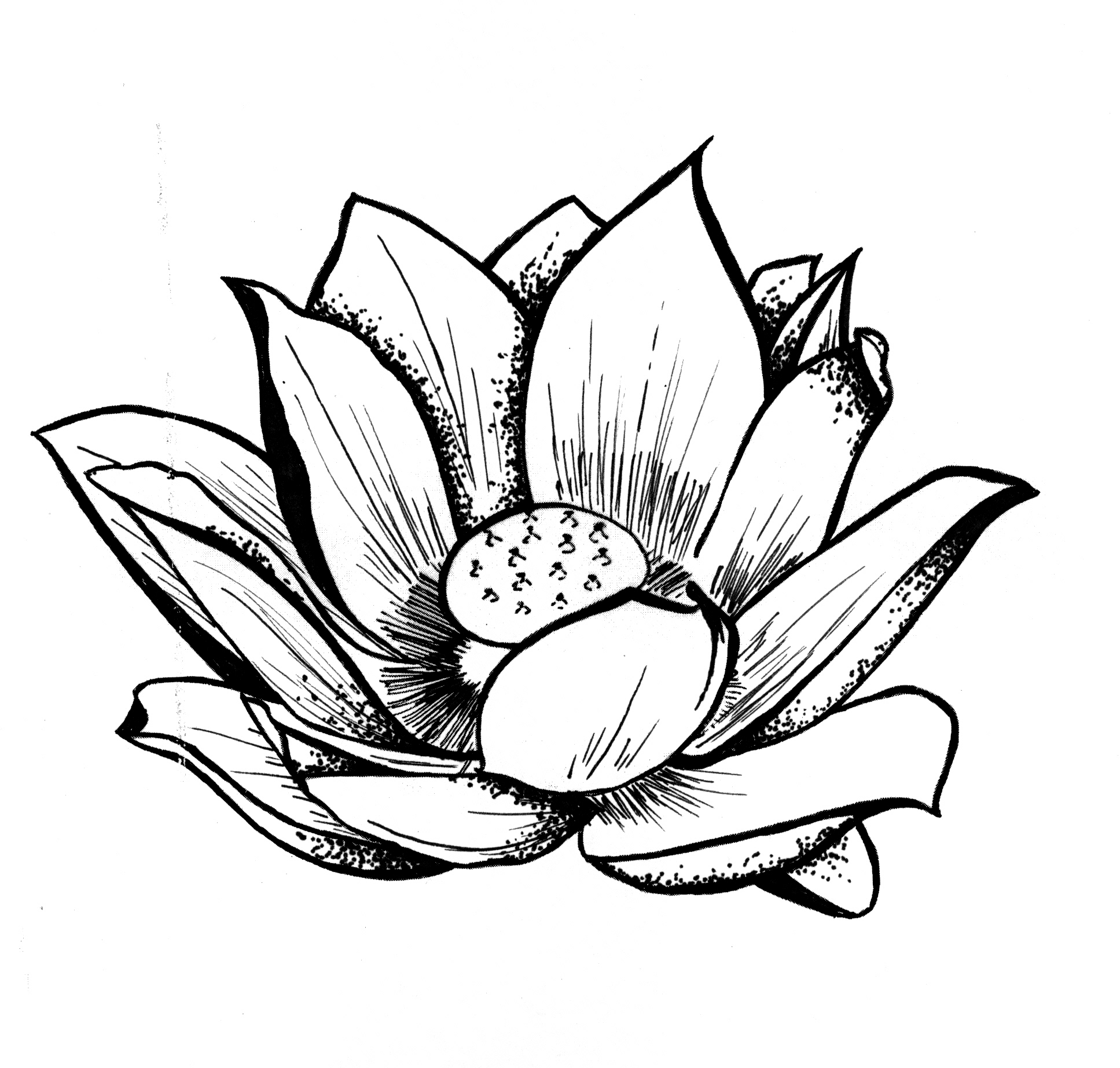 lotus clipart sketches
