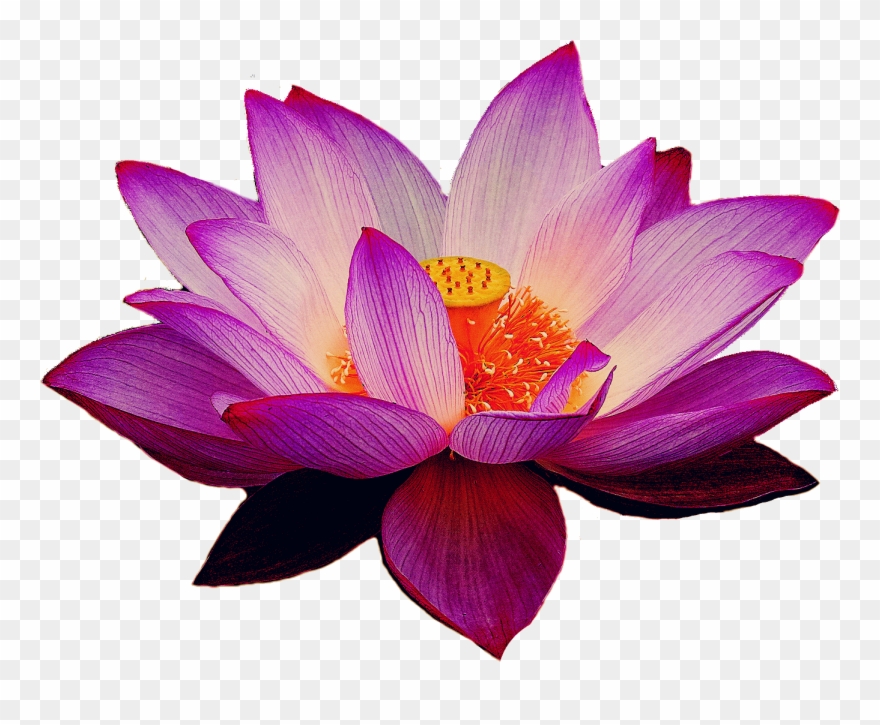 . Lotus clipart transparent background