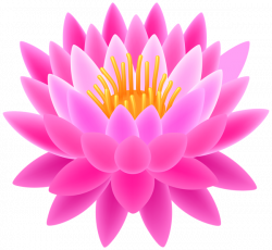 Flower pink kb x. Lotus clipart transparent background