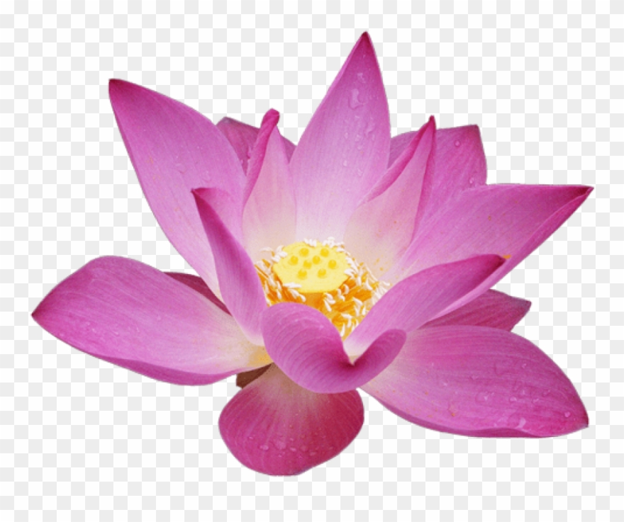Lotus clipart transparent background. Free png download flower
