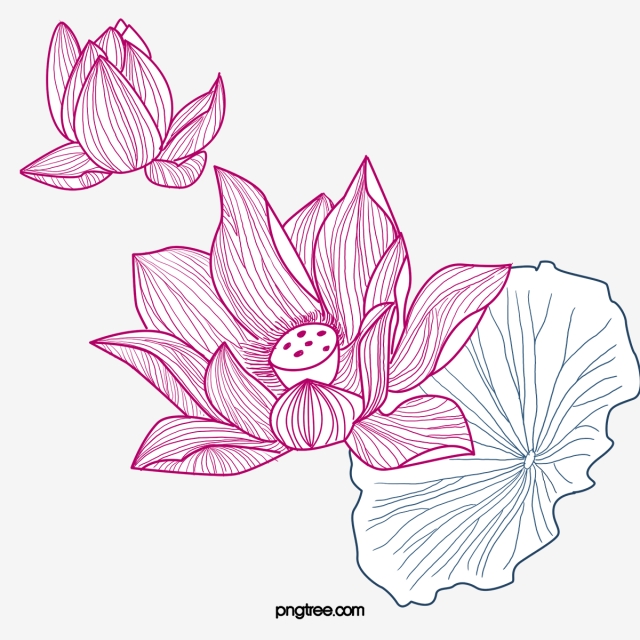 lotus clipart vector