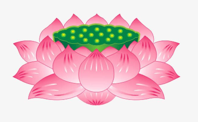 lotus clipart vector