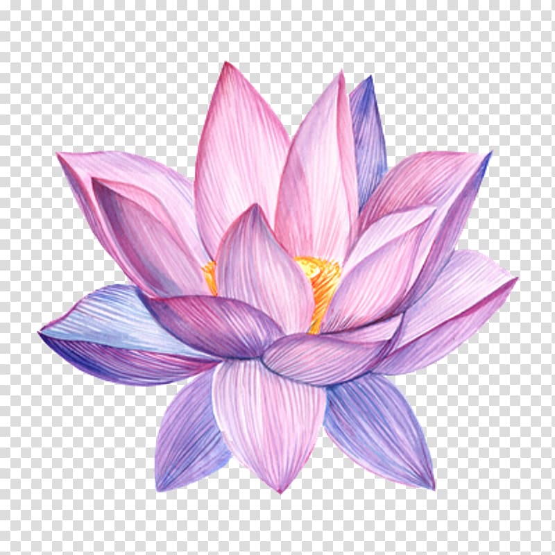 lotus clipart watercolor