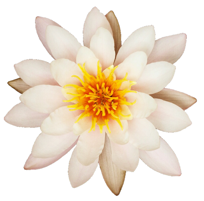 lotus clipart waterlily
