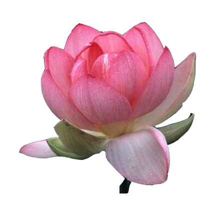 Images free download beautiful. Lotus flower png