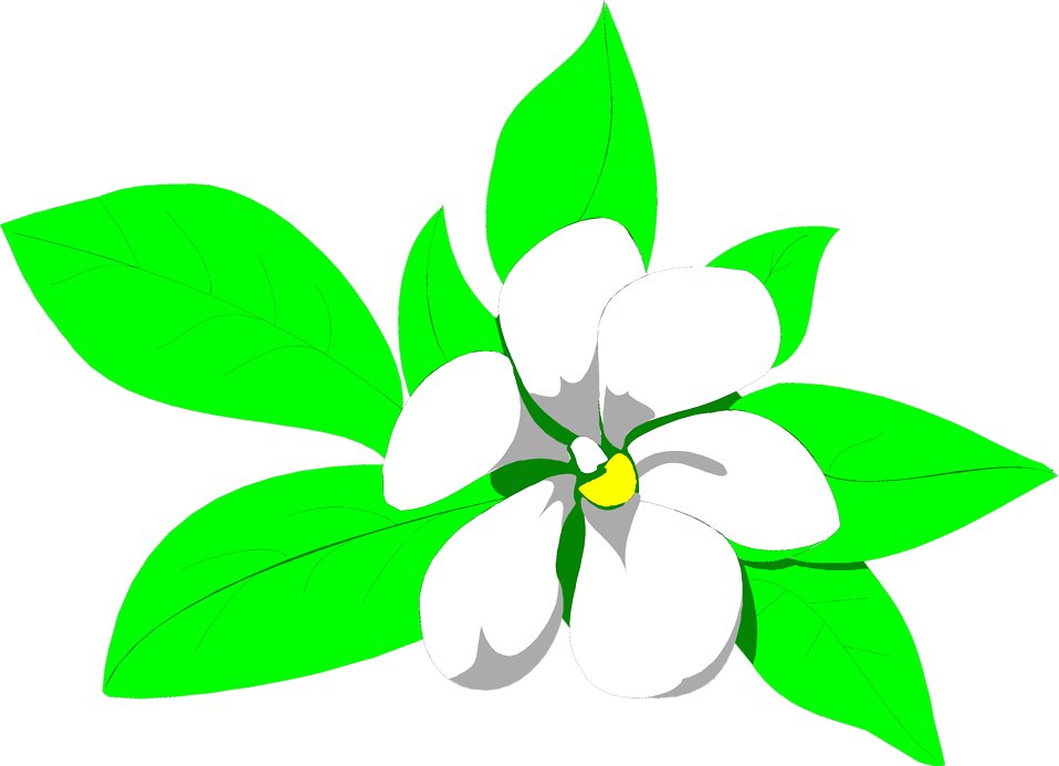 magnolia clipart magnolia flower