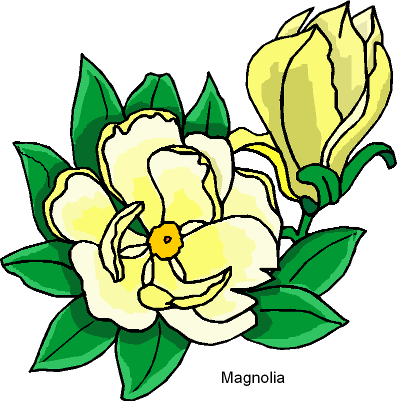 magnolia clipart cartoon