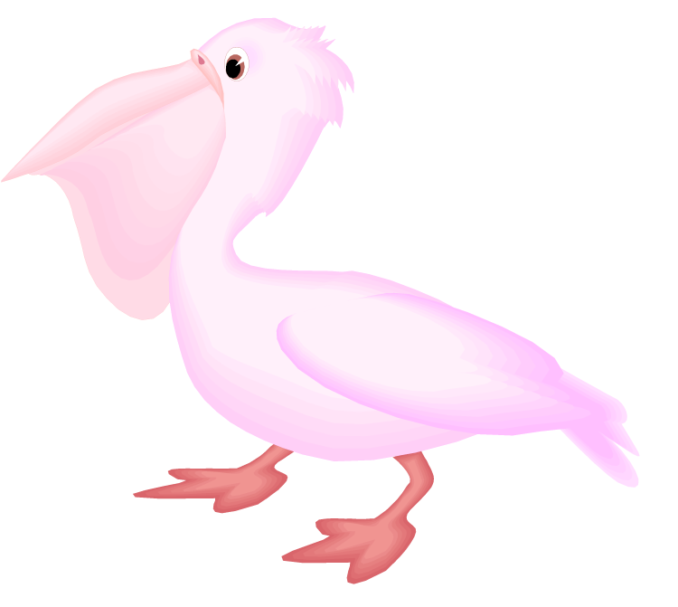 Pelican sea bird