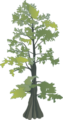 swamp clipart cypress tree
