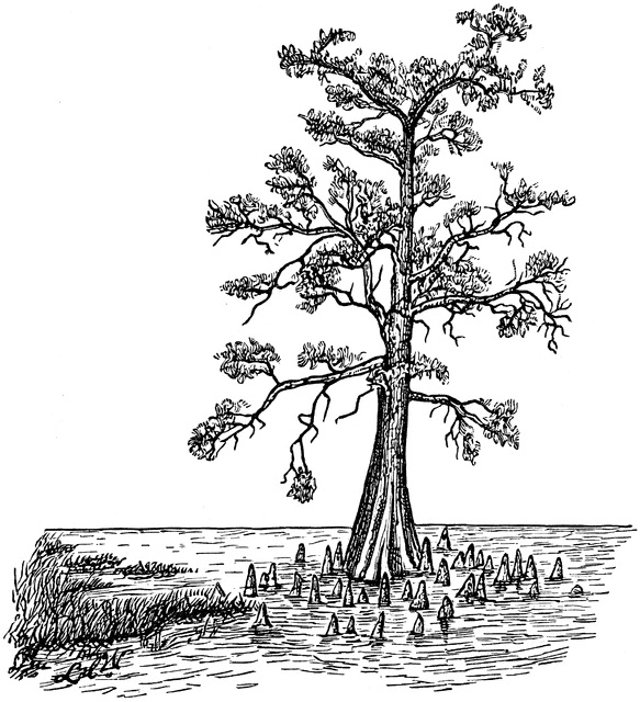 louisiana clipart swamp tree