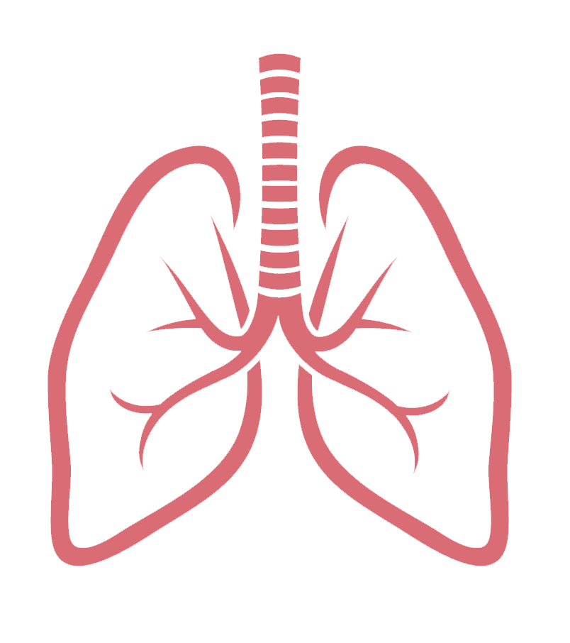 Lungs png transparent images. One clipart lung