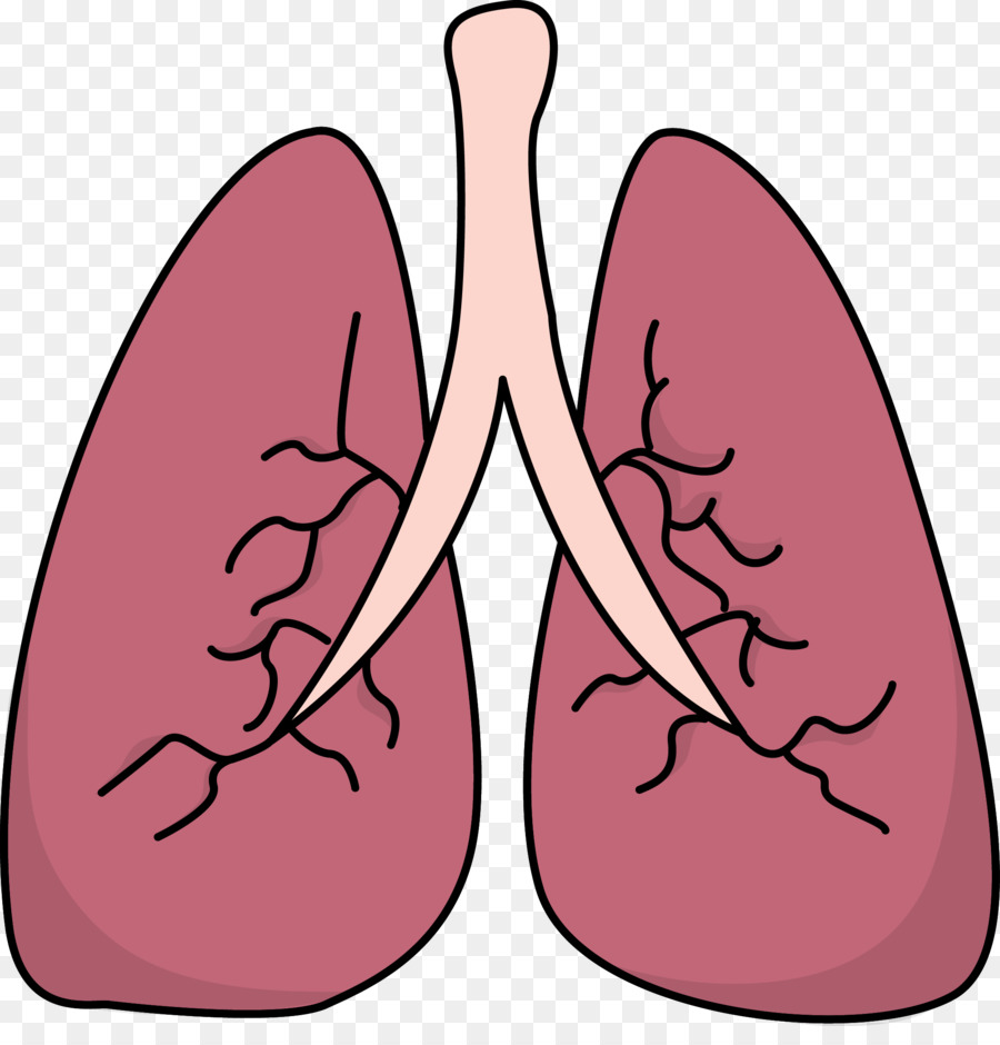 lungs clipart