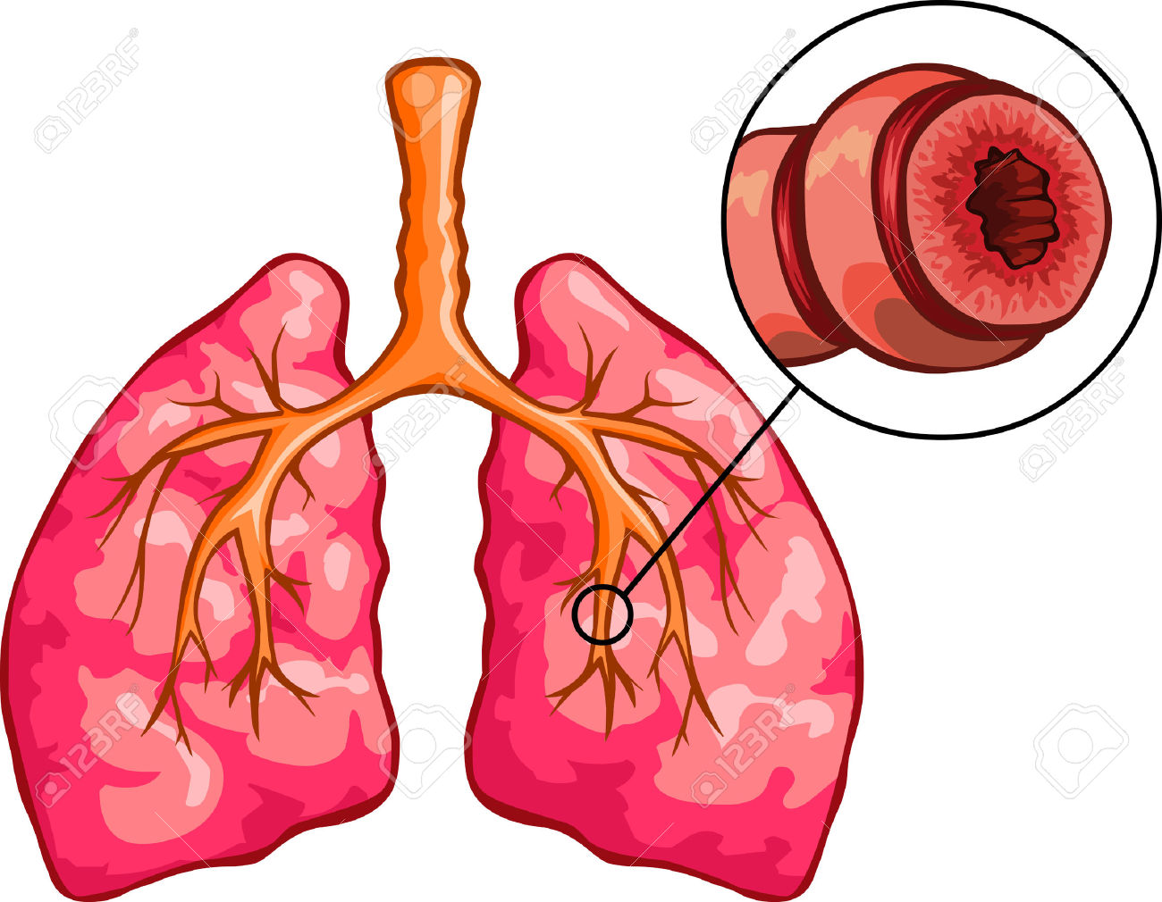 lungs clipart airway
