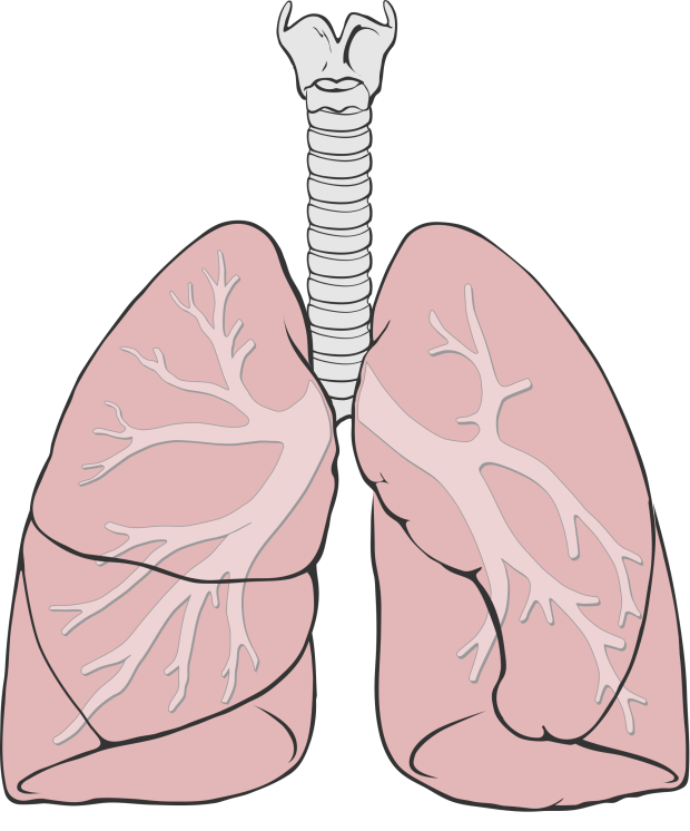 Lungs clipart airway. 
