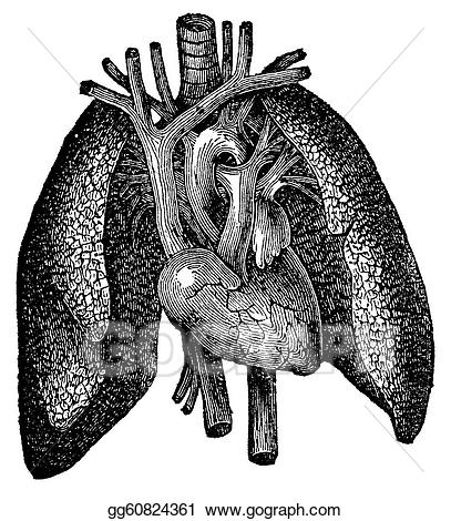 lungs clipart anatomical heart