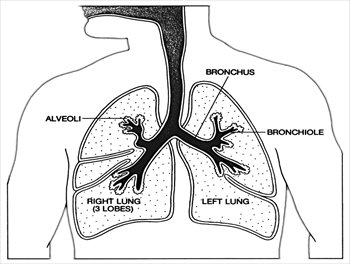 lungs clipart anatomy