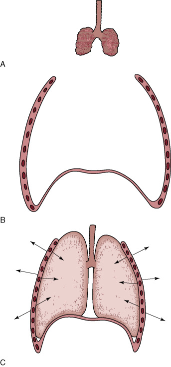 lungs clipart atelectasis