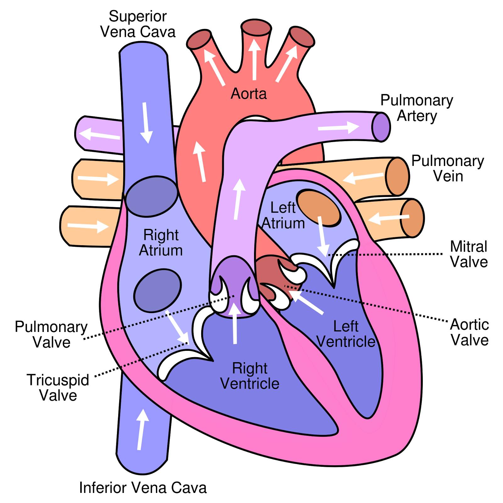 lungs clipart biological science