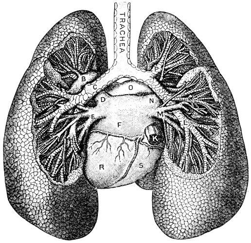Pin by abbie thompson. Lungs clipart biology science