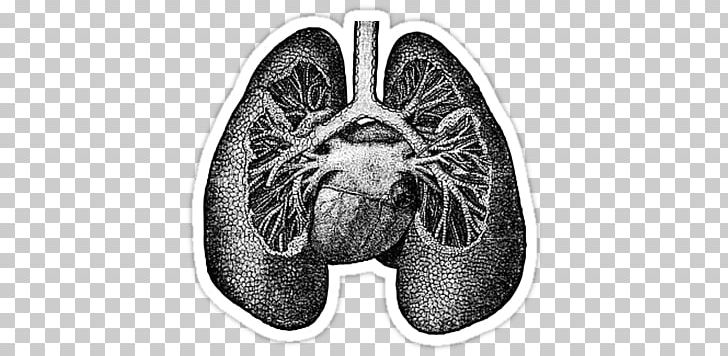 Lung anatomy drawing heart. Lungs clipart biology science