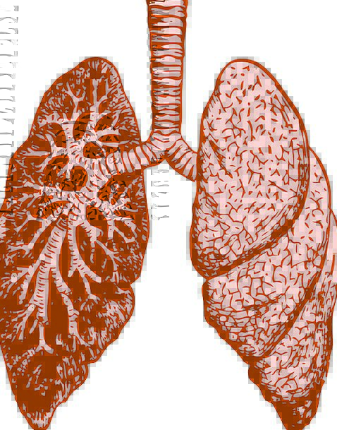 Structure human humanoid organ. Lungs clipart biology science