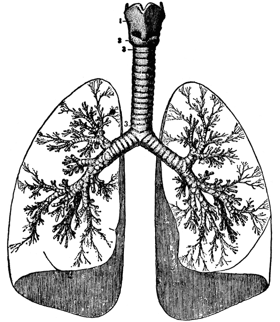 Human etc . Lungs clipart black and white