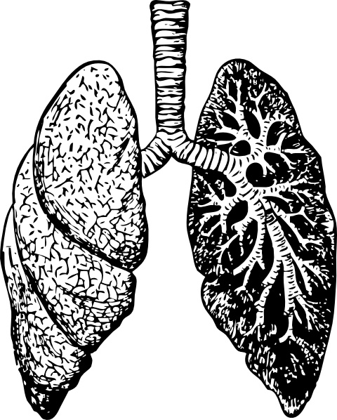 lungs clipart blank