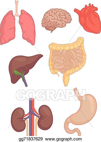 lungs clipart body part
