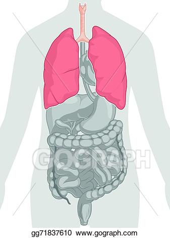 lungs clipart body part